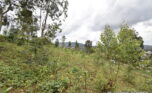 buy land in Rebero (10)