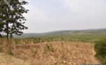 Huge plot for sale in Bugesera plut properties (1)