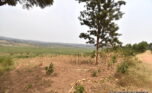 Huge plot for sale in Bugesera plut properties (5)