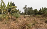 Rusororo plot for sale plut properties (2)