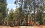 Rebero land for sale plut properties (7)