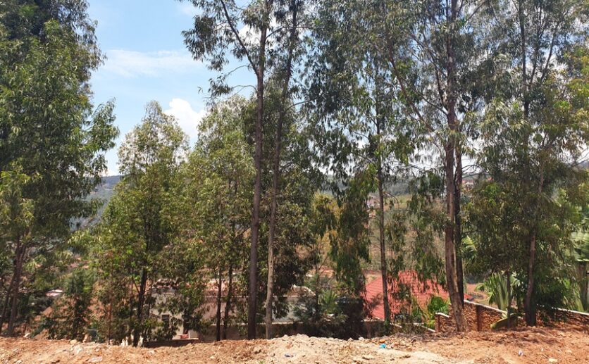 Rebero land for sale plut properties (7)