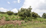 Buy land in Muyange Kicukiro plut properties (10)