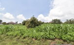 Buy land in Muyange Kicukiro plut properties (3)