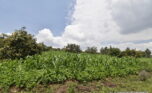 Buy land in Muyange Kicukiro plut properties (4)