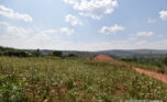 Big plot for sale in Gasogi plut properties (10)