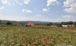 Big plot for sale in Gasogi plut properties (11)