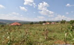 Big plot for sale in Gasogi plut properties (12)