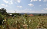 Big plot for sale in Gasogi plut properties (2)