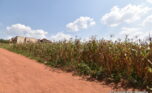 Big plot for sale in Gasogi plut properties (6)