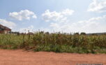 Big plot for sale in Gasogi plut properties (7)