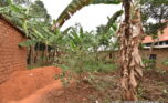 Murindi plot for sale plut properties (5)