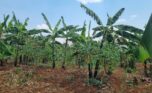 Residential plot for sale in Rusoror Kigali (2)