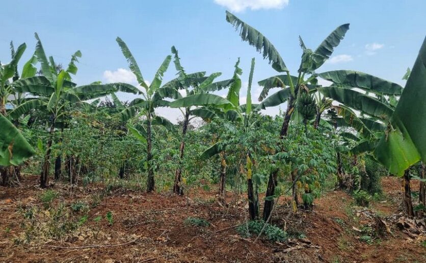 Residential plot for sale in Rusoror Kigali (2)