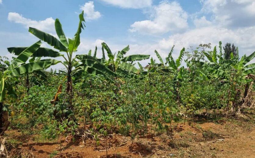 Residential plot for sale in Rusoror Kigali (3)