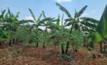 Residential plot for sale in Rusoror Kigali (5)