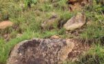 quarry for sale in Bugesera Plut Properties (5)