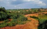 4 Big plots for sale in Muyange plut properties (4)