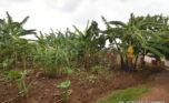 Big plot for sale in Kinyinya Kigali plut properties (2)