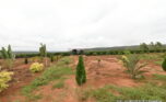 prime plot for sale in Bugesera plut properties (2)