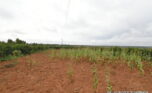 prime plot for sale in Bugesera plut properties (8)