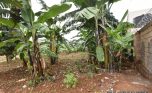 Land for sale in Busanza Kanombe plut properties (6)