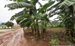 Land for sale in Busanza Kanombe plut properties (7)