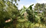 Busanza Kigali Big Plot for sale plut properties (8)