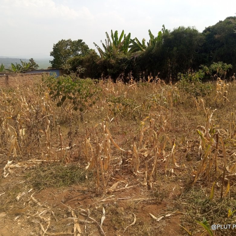 Plot for Sale in Masaka