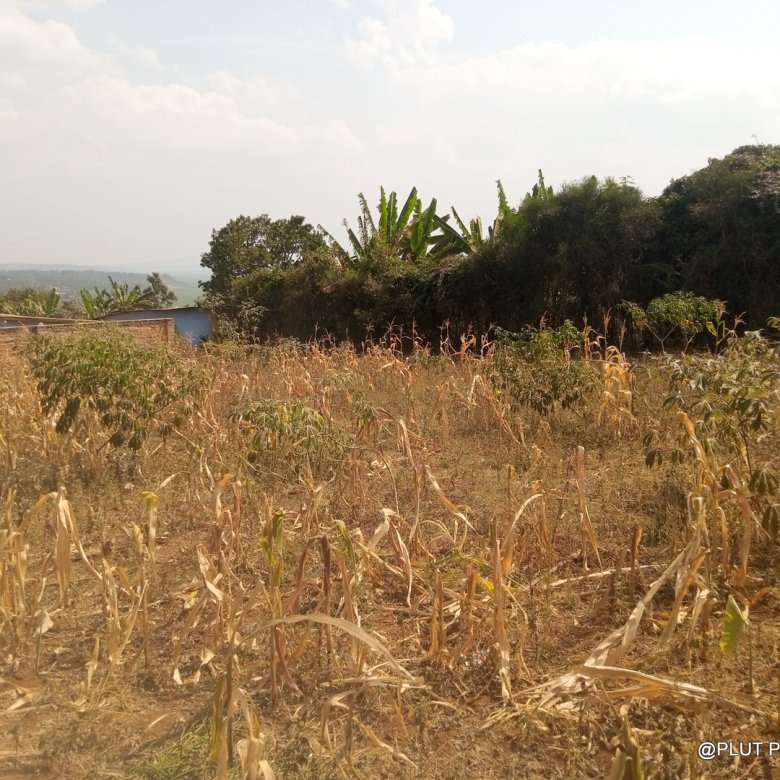 Plot for Sale in Masaka