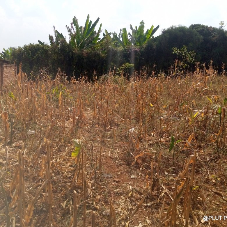 Plot for Sale in Masaka