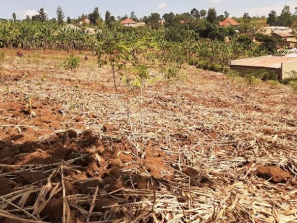 Land for sale