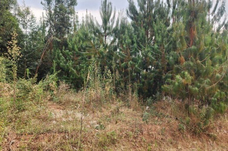 Rebero land for sale