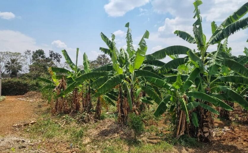Residential plot for sale in Rusororo Kigali