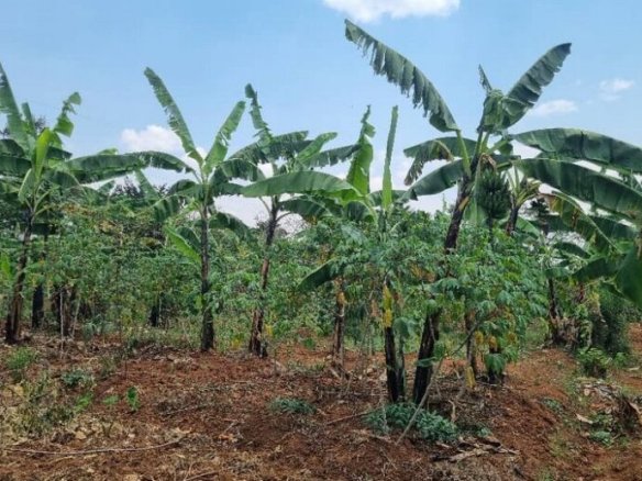 Residential plot for sale in Rusororo Kigali