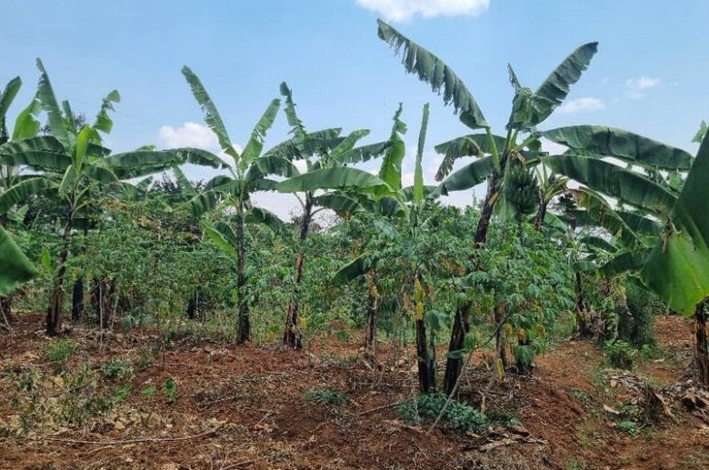 Residential plot for sale in Rusororo Kigali