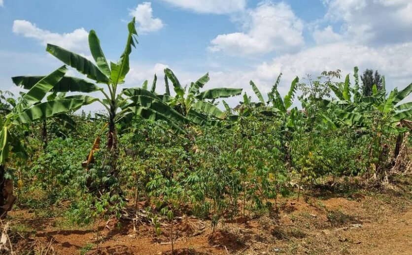 Residential plot for sale in Rusororo Kigali