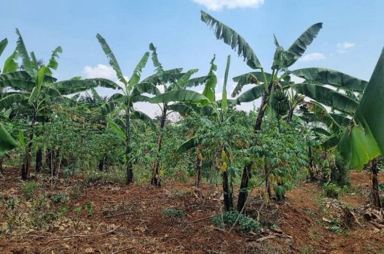 Residential plot for sale in Rusororo Kigali