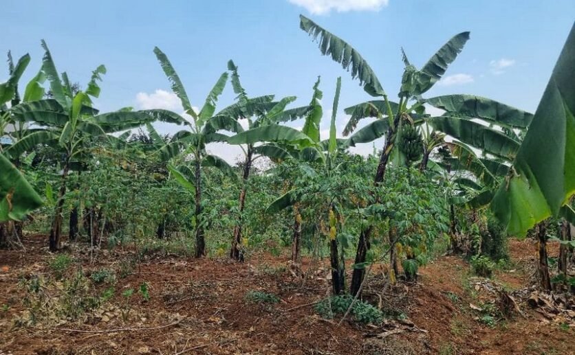 Residential plot for sale in Rusororo Kigali