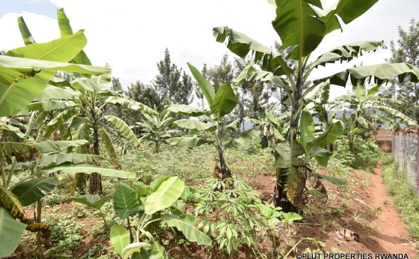 land-for-sale-in-muyumbu-Rwamagana-2-1-836×517 Land for sale in Muyumbu Rwamagana.