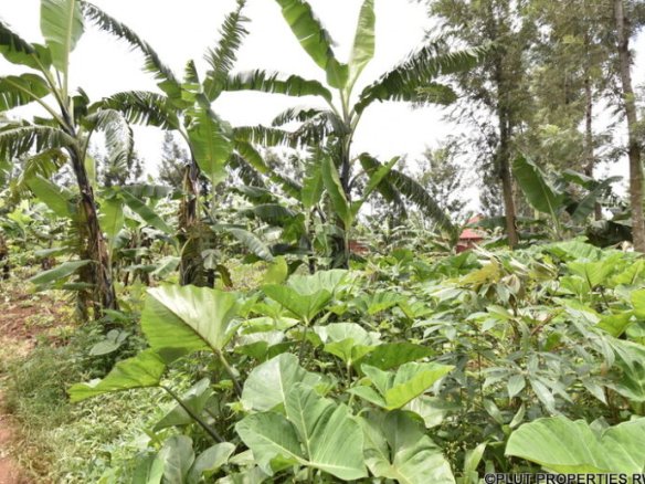 Land for sale in Muyumbu Rwamagana.