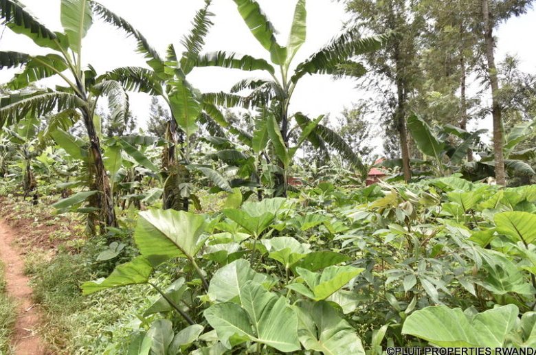 Land for sale in Muyumbu Rwamagana.
