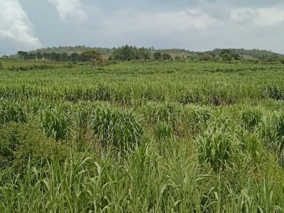 Land for sale in Rwamagana.
