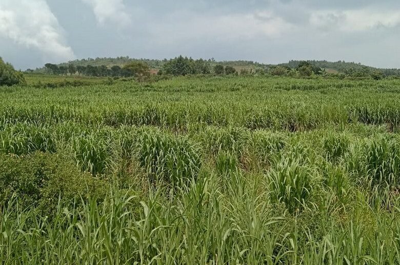 Land for sale in Rwamagana.