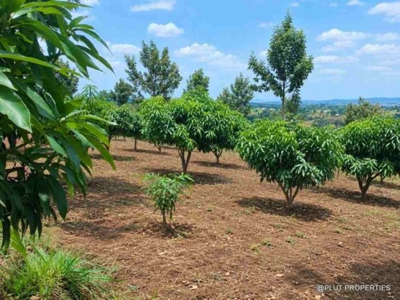Agricultural land for sale in Rwamagana Musha