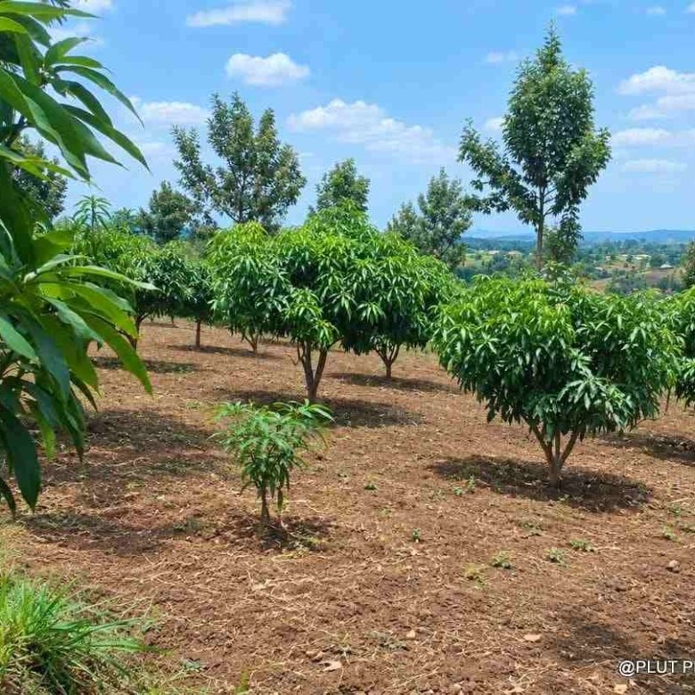 Agricultural land for sale in Rwamagana Musha