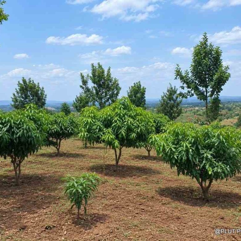Agricultural land for sale in Rwamagana Musha