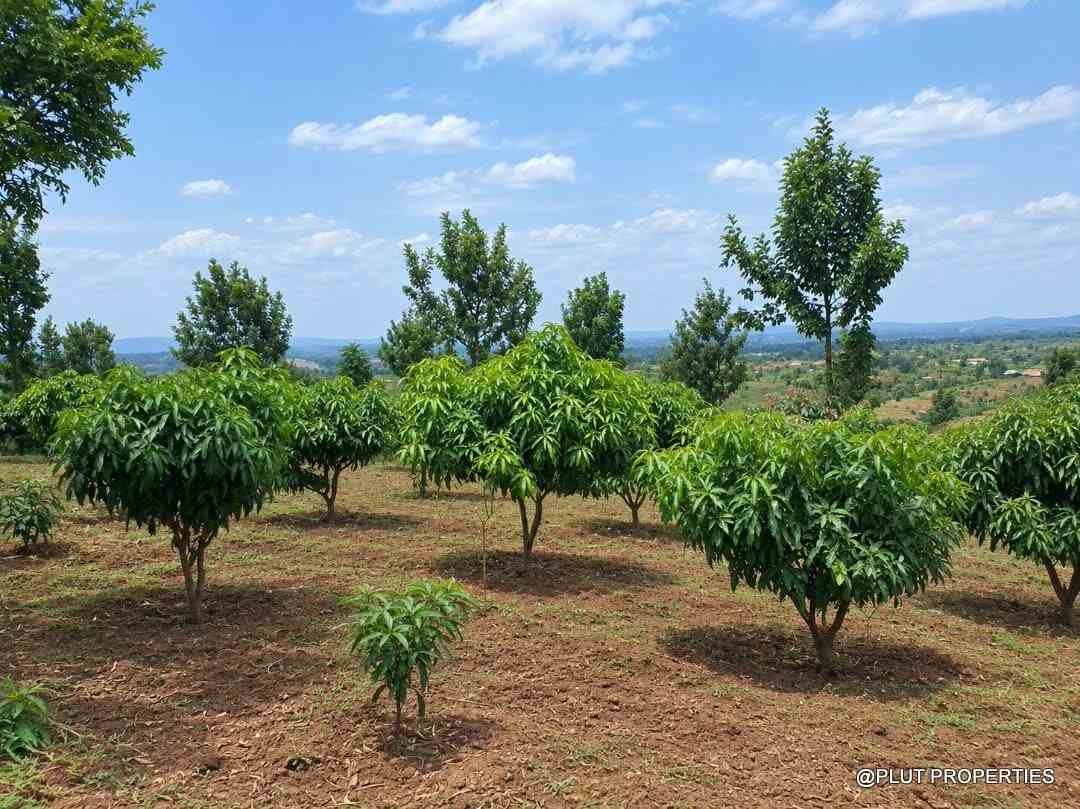 Agriculture land for sale in Rwamagana Musha plut properties 2-100kb Agricultural land for sale in Rwamagana Musha