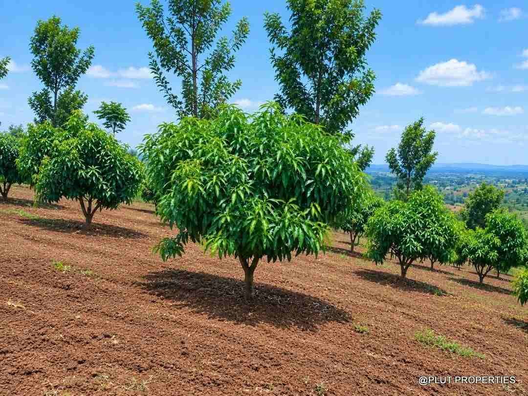 Agriculture land for sale in Rwamagana Musha plut properties 4-100kb Agricultural land for sale in Rwamagana Musha