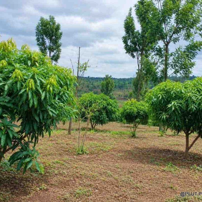 Agricultural land for sale in Rwamagana Musha
